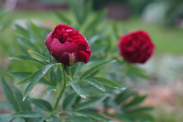 Peonies after the rain.