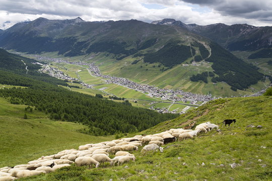Flock of goats and sheep in Alps mountains, Livigno, Italy