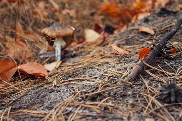 осенний лес