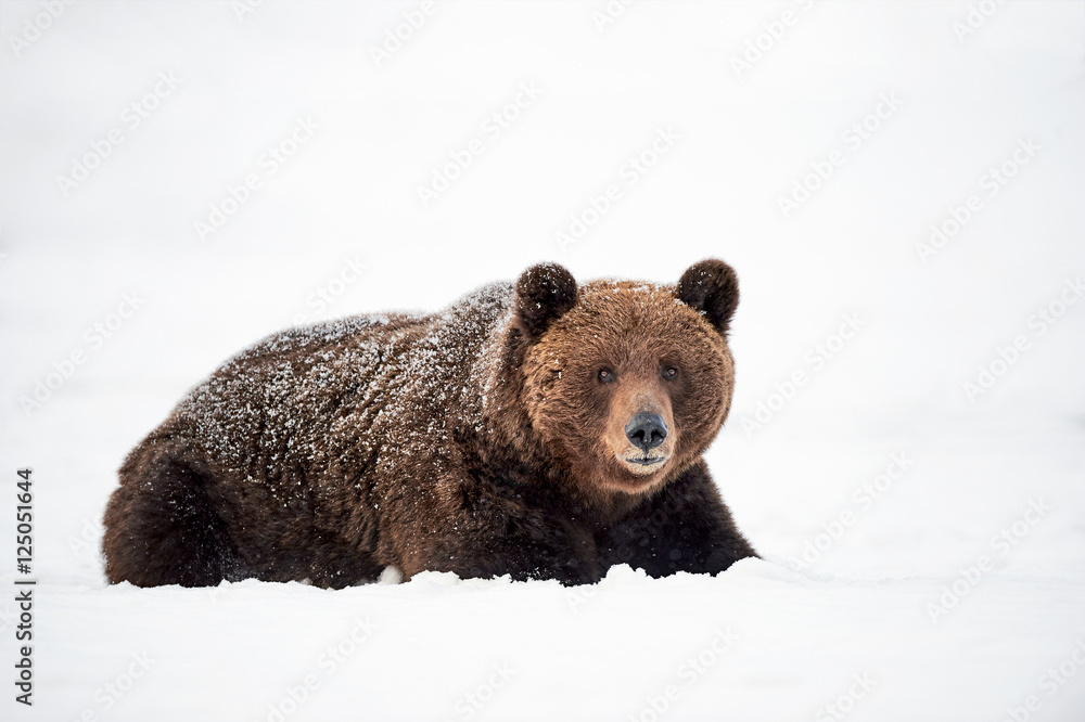Wall mural bear in the snow