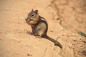Golden-mantled ground Squirrel in Bryce Canyon National Park, Vintage filtered style