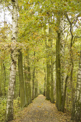 Waldweg im Herbst