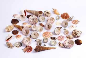 Shell isolated	