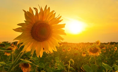Rideaux velours Tournesol Sunflowers