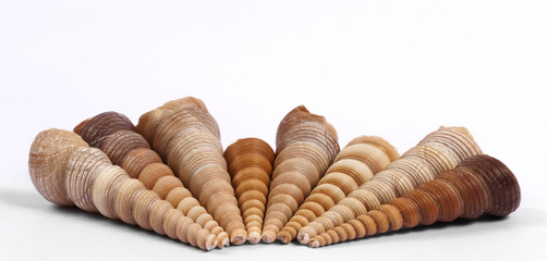 Shell isolated