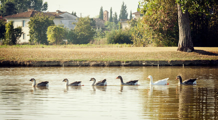 Greylag geese swimming in row in the lake