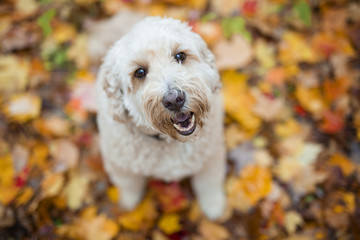 Happy goldendoodle dog outside in autumn season