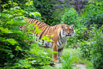 Fototapeta na wymiar sad tiger in the zoo