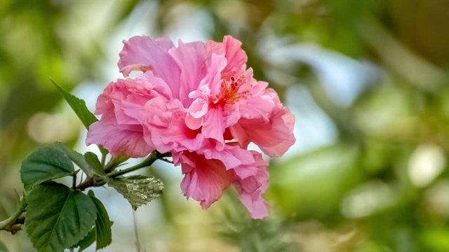 Gorgeous rose colored hibiscus flower with exotic flying insect hovering around