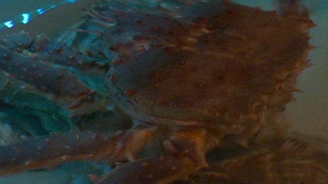 big crab in the aquarium restaurant