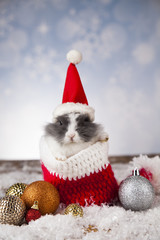 Obraz premium Holiday Christmas bunny in Santa hat on gift box background