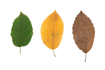 Kuru Yaprak Photos Royalty Free Images Graphics Vectors