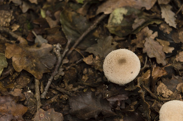 funghi