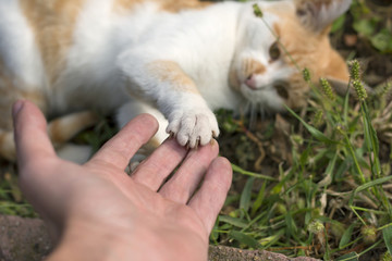 Kitty playing in deep grass with man's hand