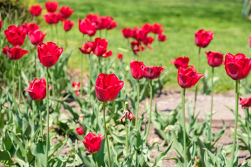 Obraz na płótnie Canvas Beautiful Tulips