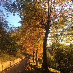 autumn and a tree lined avenue