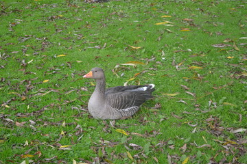 Goose 