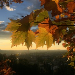 a tree in autumn
