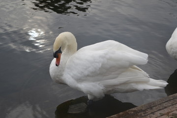 Swan grooming 