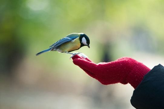 little titmouse sitting on a hand looking for food