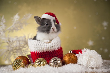 Bunny with Rabbit, christmas red Santa hat on winter decoration