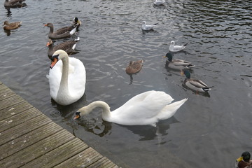 Swans 