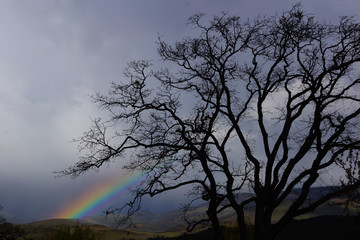 Beautiful leafless tree with rainbow behind it and dark skys