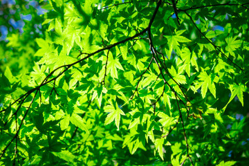Fototapeta na wymiar 陽射しに映える新緑の葉
