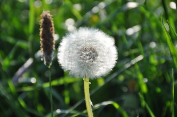 Löwenzahn und Spitzwegerich auf der Wiese