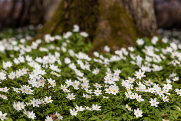 Obraz premium Anemone