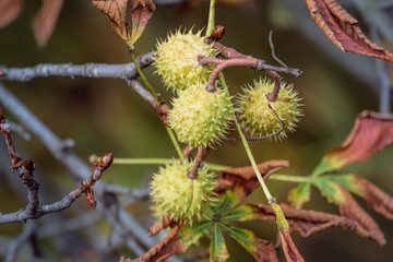 Chestnuts on the tree, colorful autumn season