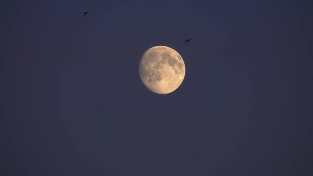 Full moon at night and birds flying. Moody and spooky nature scene. 