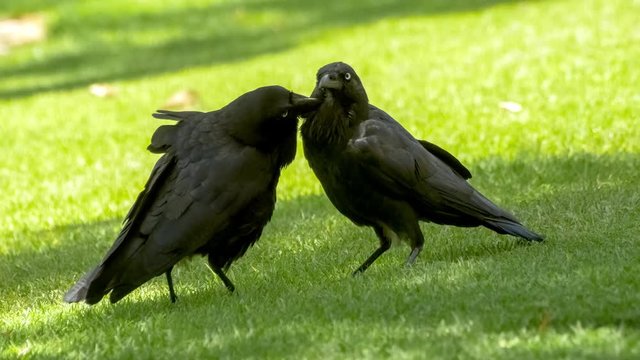 Two beautiful black ravens grooming and bonding with each other