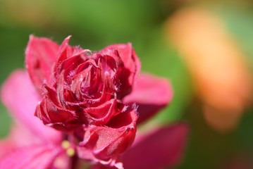red flower closeup