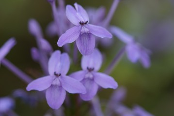purple little flower buds