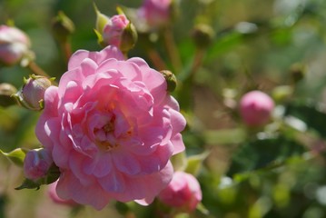 Pink bush rose 