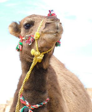 Portrait of a domestic camel.