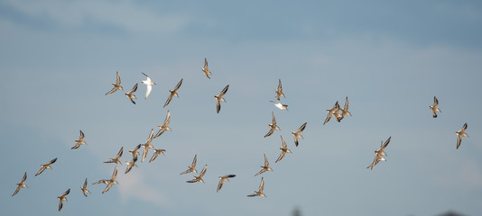 Dunlin, Calidris alpine