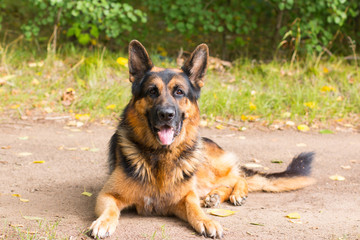 Dog german shepherd in the forest