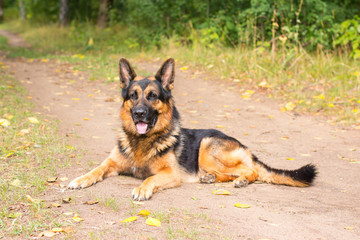 Naklejka na ściany i meble Dog german shepherd in the forest