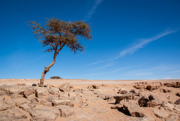 Fototapeta na wymiar Single tree in the desert