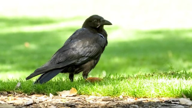 Close up of large wild Australian raven bird life pulling out grass with black beak to find food, 4K 30p