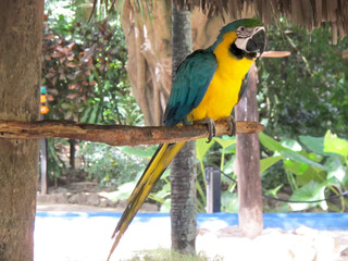 Obraz premium Blue-and-yellow Macaw