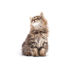 Fluffy kitten isolated on white background. 
