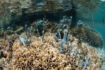 Fototapeta na wymiar Tube Sponges Grow in Shallows of Raja Ampat