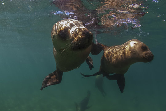 Sea Lion
