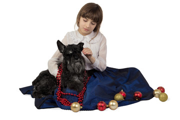 Girl putting Christmas decorations on a dog, Miniature Schnauzer. Isolated on white background.
