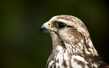 Young peregrine falcon in the wild