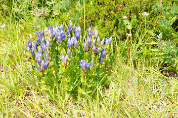 Mountain Bog Gentian