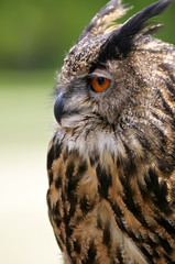 old owl in the wild